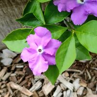 ニオイバンマツリの画像