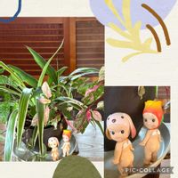 トロロアオイ,オキナワスズメウリ,ノブドウ,朝顔 ヘブンリーブルー,キュンキュン乙女倶楽部の画像