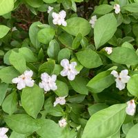 ニオイバンマツリの画像