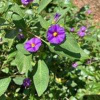 エキザカムの画像