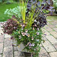 バロータ,クローバー　ティントワイン,オキザリス・トライアングラリス,アコルス 黄金,スーパーアリッサム フロスティーナイトの画像