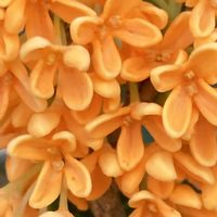 キンモクセイ,お出かけ先にての画像