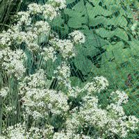 トマト,ニラ,さつまいも,野菜,サツマイモ シルクスイートの画像