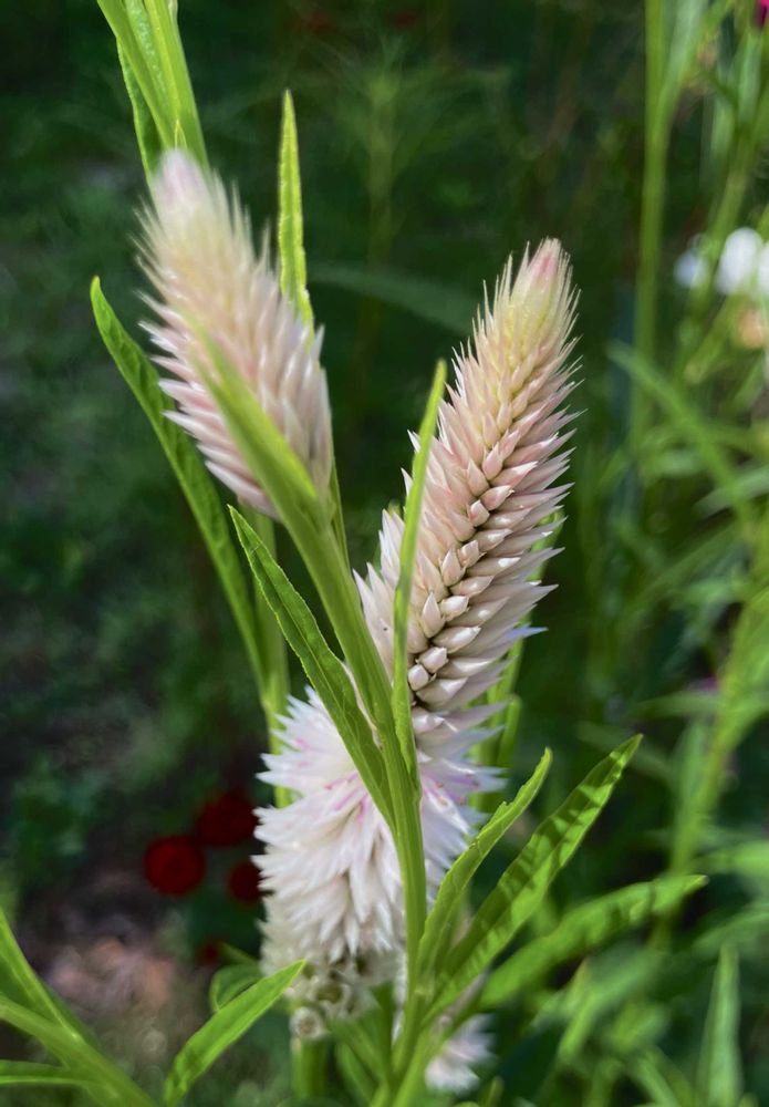 君にバラバラさんの里山ガーデン（大花壇）への投稿