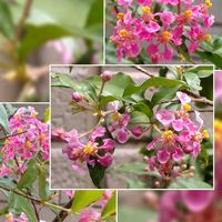 アセロラ,アセロラの花,おうち園芸,小さな庭の画像