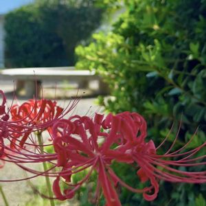 サボテン,ヒガンバナ,多肉植物,植え替え,小庭ガーデナーの画像