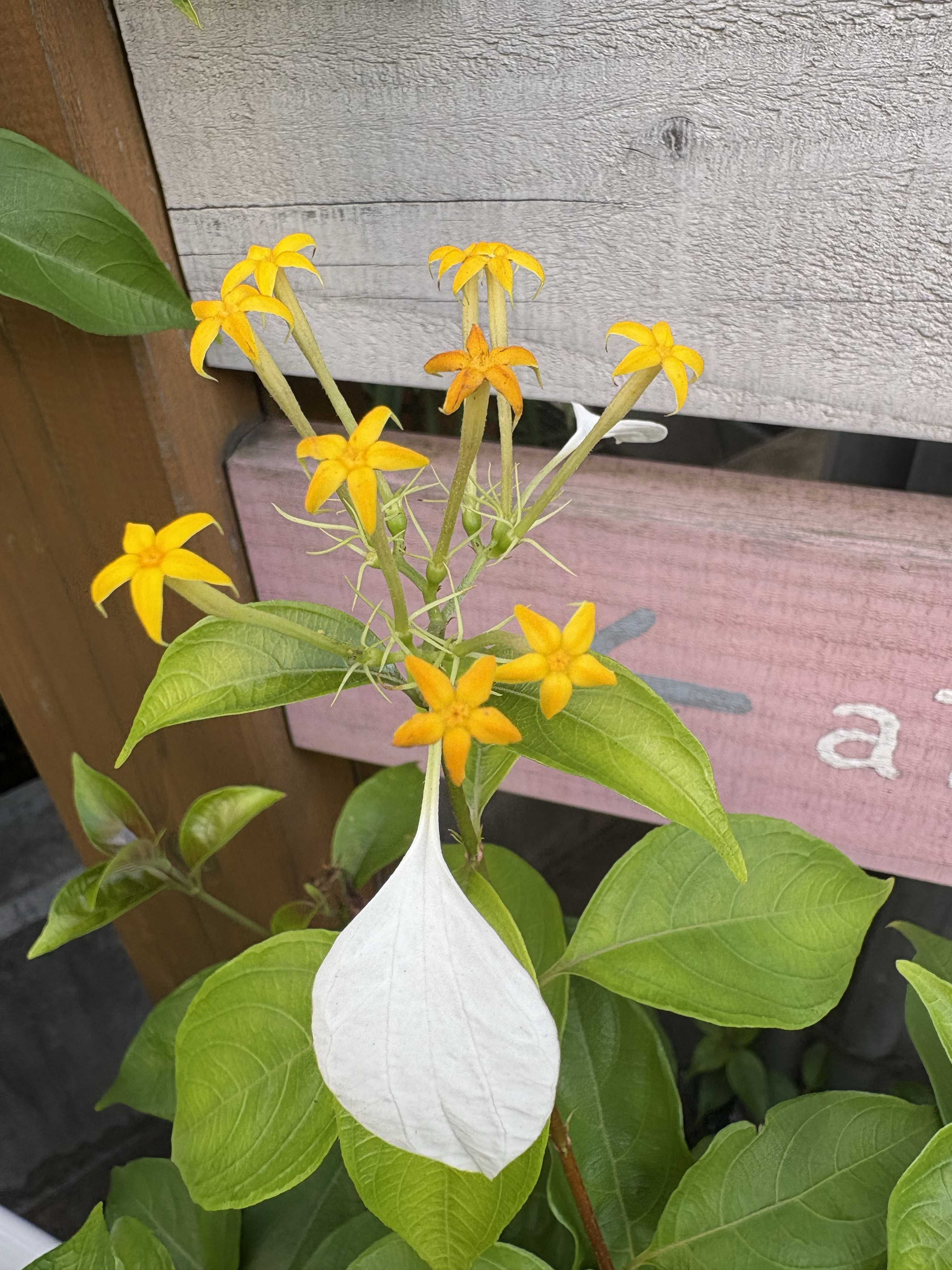 コンロンカの育て方｜置き場所や挿し木の方法は？剪定は必要