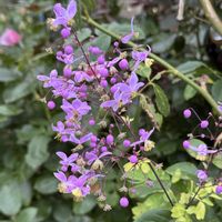 フジ,タリクトラム,藤棚,ピンク❤︎ピンク,ちっちゃいものクラブの画像