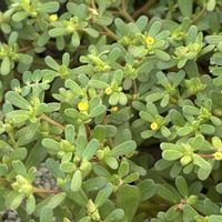 スベリヒユ,道端の草花,山野草,黄色い花,スマホ撮影の画像