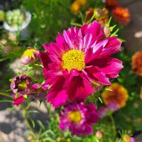 コスモス,コスモス シーシェル,夏の花,植物のある暮らし,写真好きの画像