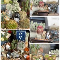 四つ葉のクローバー,サボテンの寄せ植え,おでかけ先,るるさんの手作り雑貨,くるみ*さんのミニミニハウスの画像