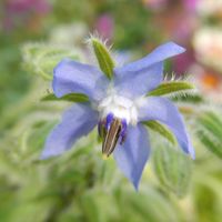 ニラ,ボリジ,ニラの花,ねこ,佐助の画像