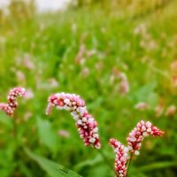 トレニア,ミズヒキ,ミズヒキ,シロバナマンジュシャゲ,シロバナマンジュシャゲの画像