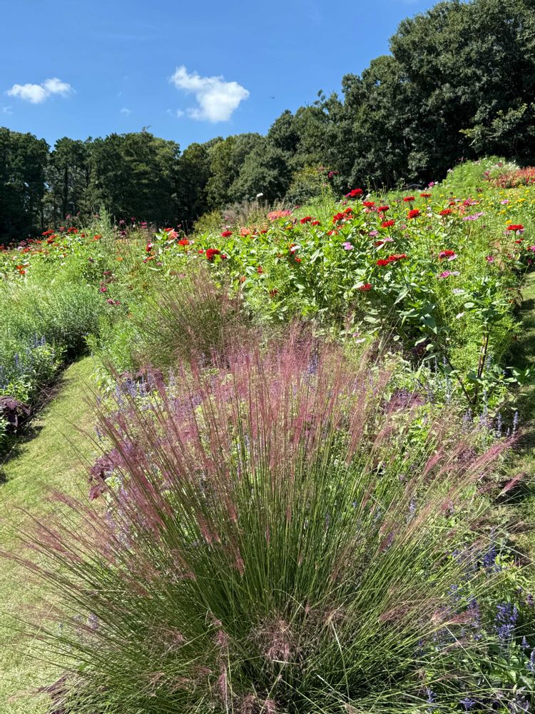 たかちゃんさんの里山ガーデン（大花壇）への投稿