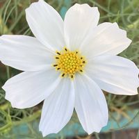 コスモス,お出かけ先にての画像