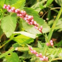 オモダカ,コスモス,ソバ,イヌタデ,イヌタデの画像