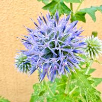 ルリタマアザミ,ガーデニング,山野草,花のある暮らし,花が好きの画像