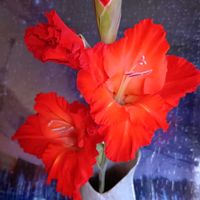 グラジオラス,コルチカム(イヌサフラン),GSのみなさんに感謝♡,GSの繋がりに感謝♡,黒ニャンコ隊の画像