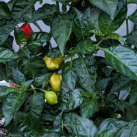 ハバネロの画像