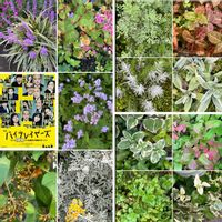 アイ,コバノズイナ,シロタエギク,ニチニチソウ,フジバカマの画像