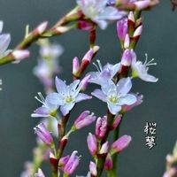 イヌタデ,イヌタデ,サクラタデ,オオケタデ,山野草の画像