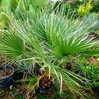 カナリーヤシ,ワシントンヤシ,フェニックス,カナリーヤシ(フェニックス),ワシントンヤシモドキの画像