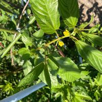 モロヘイヤの画像