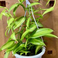 バニラ,観葉植物,洋ラン,庭の画像