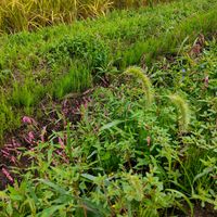 スギナ,ツユクサ,スベリヒユ,いね,イヌタデの画像