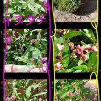 セイロンライティア,イヌタデ,姫路 好古園,姫路 好古園,癒しの画像