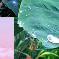 サトイモ,マルバツユクサ,蝶 ヤマトシジミ,バッタの脱け殻,おんぶバッタ♡の画像