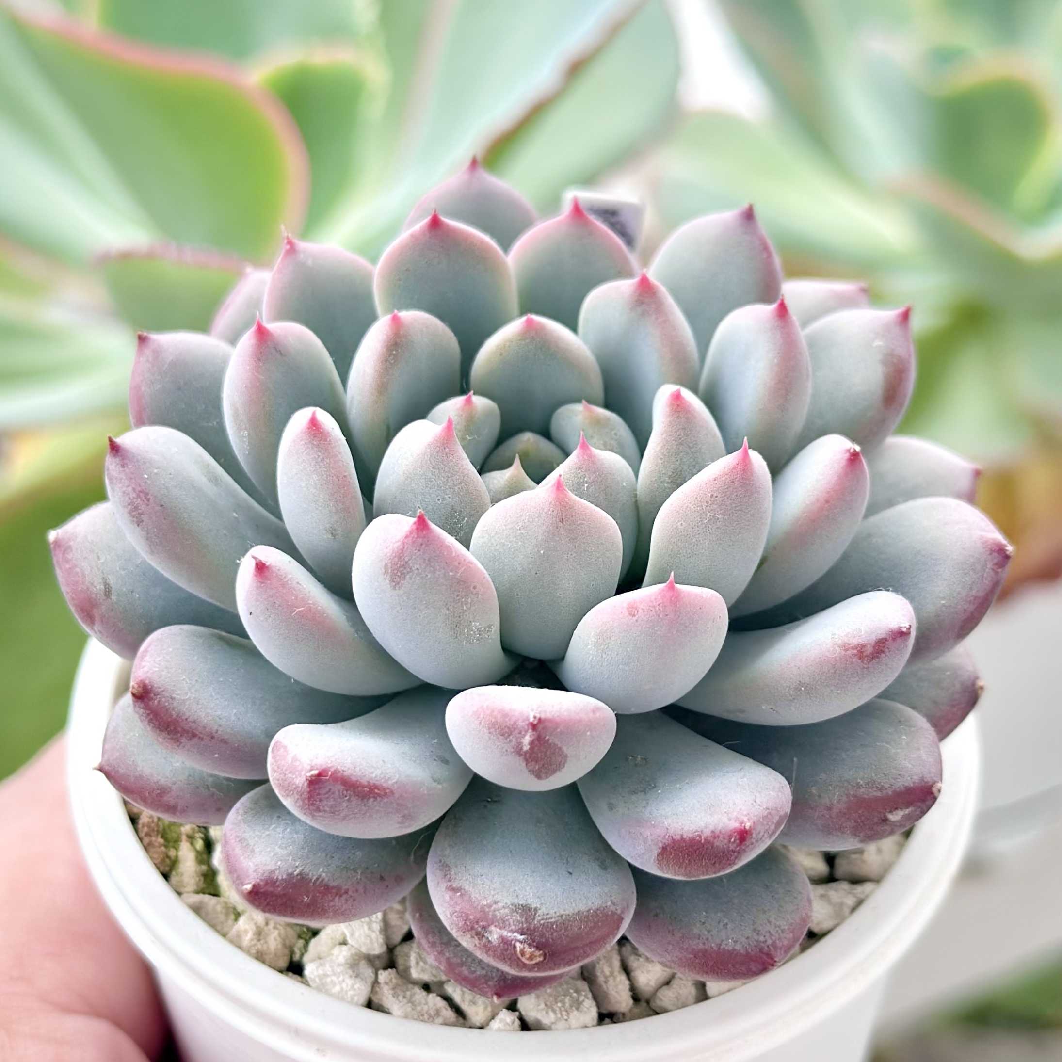 miso苗 3苗セット 札つき ミソップさん苗 miso苗 3苗セット 札つき ミソップさん苗 miso苗 3苗セット