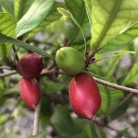 ミラクルフルーツ,庭の画像