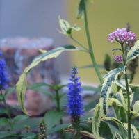 サワギキョウ,ベロニカ,斑入りフジバカマ,ベロニカ ウルスターブルードワーフ,ピンクの花の画像