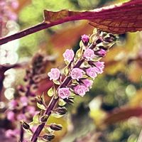エゴマの花,エゴマ,エゴマ,エゴマ,雨上がりの画像