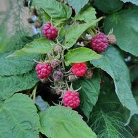 ラズベリーの画像