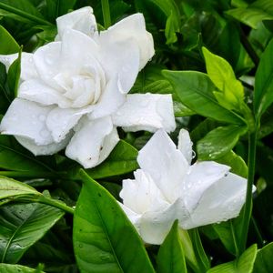 クチナシ,クチナシ　八重咲き,感謝,花のある暮らし,いつまでもの画像