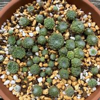 巻絹,多肉植物,鉢植え,植え替え,ダイソーの画像