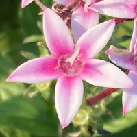 ペンタス,お出かけ先にての画像