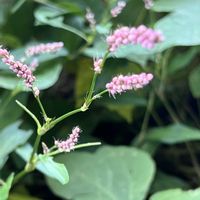 蓼藍(タデアイ),イヌタデ,オオケタデ,今日のお花,タデ科イヌタデ属の画像