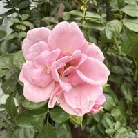 バラ　プロローグ,ガーデニング,フロントガーデン,秋の庭,ばら バラ 薔薇の画像