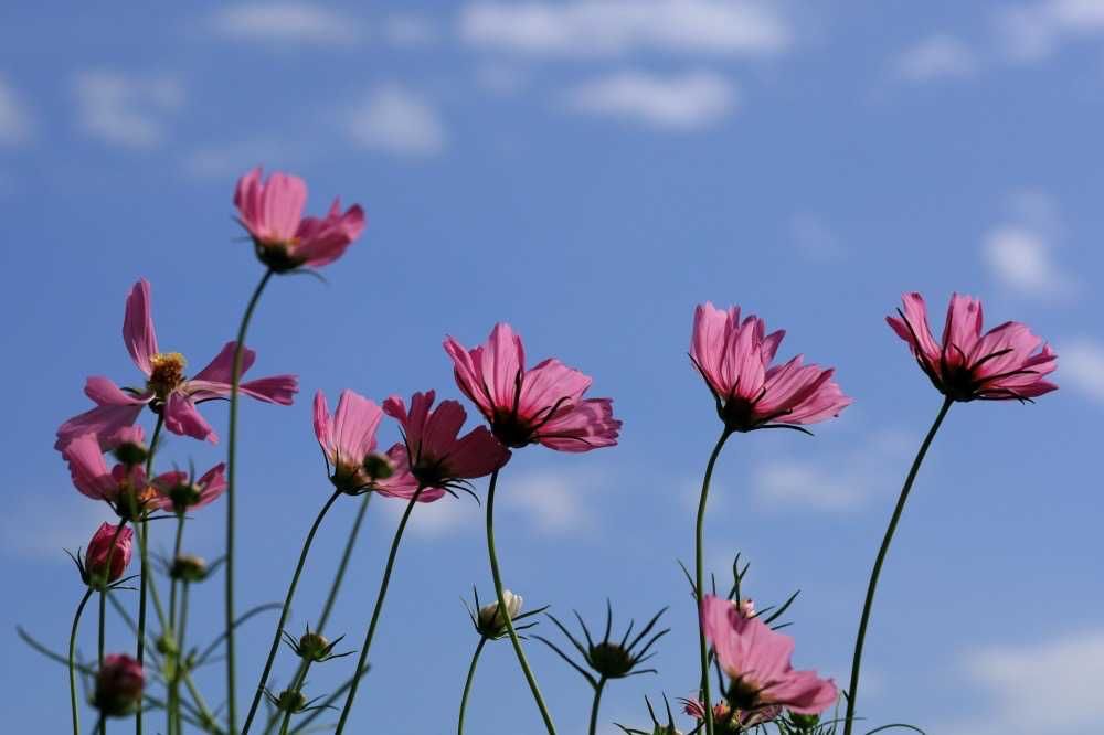 maroさんの里山ガーデン（大花壇）への投稿