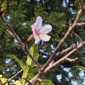 オカメザクラ,かわいい,きれい,花のある暮らし,秦野戸川公園の画像