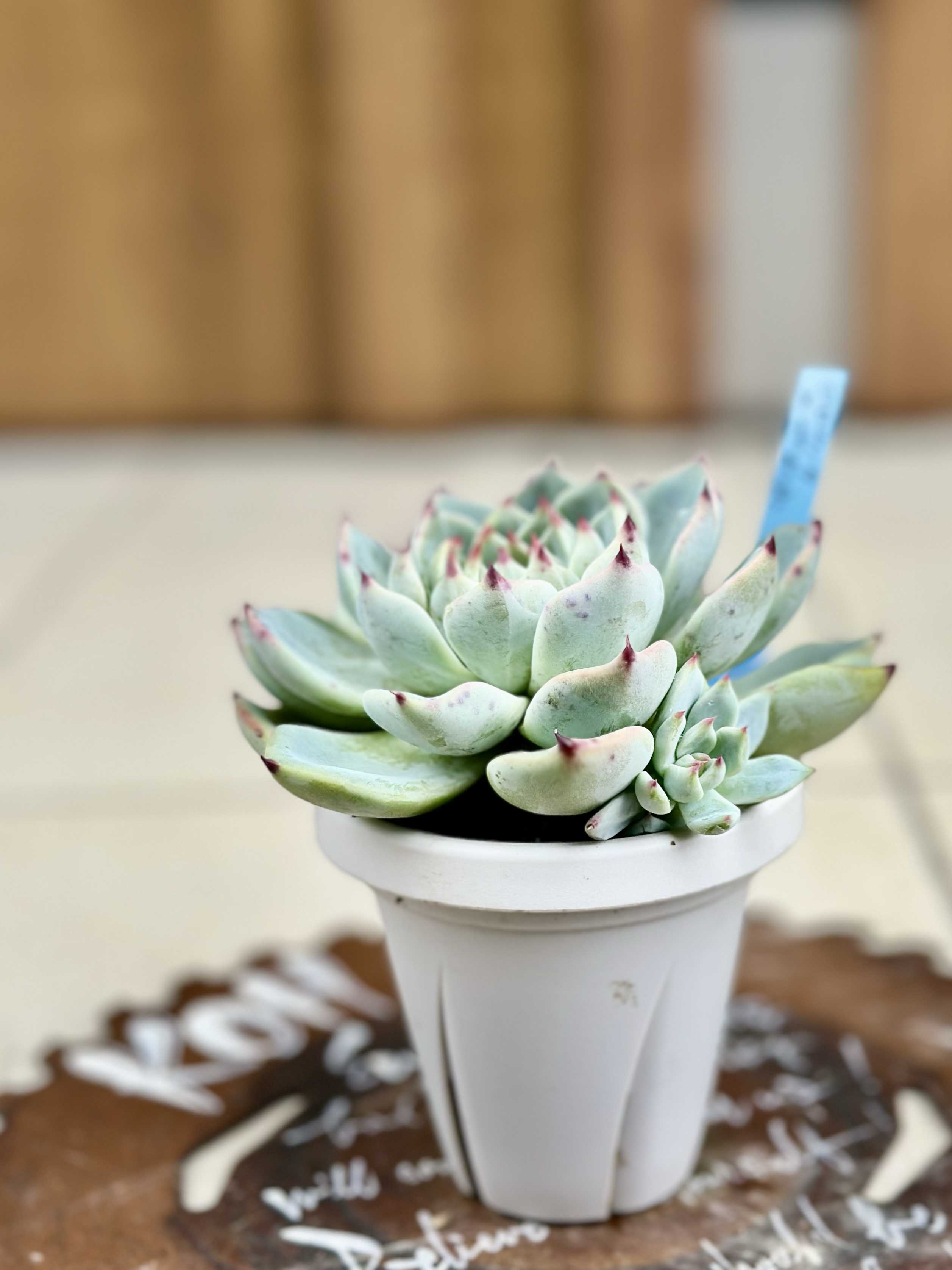 コロラータ×ざわわの一覧｜🍀GreenSnap（グリーンスナップ）