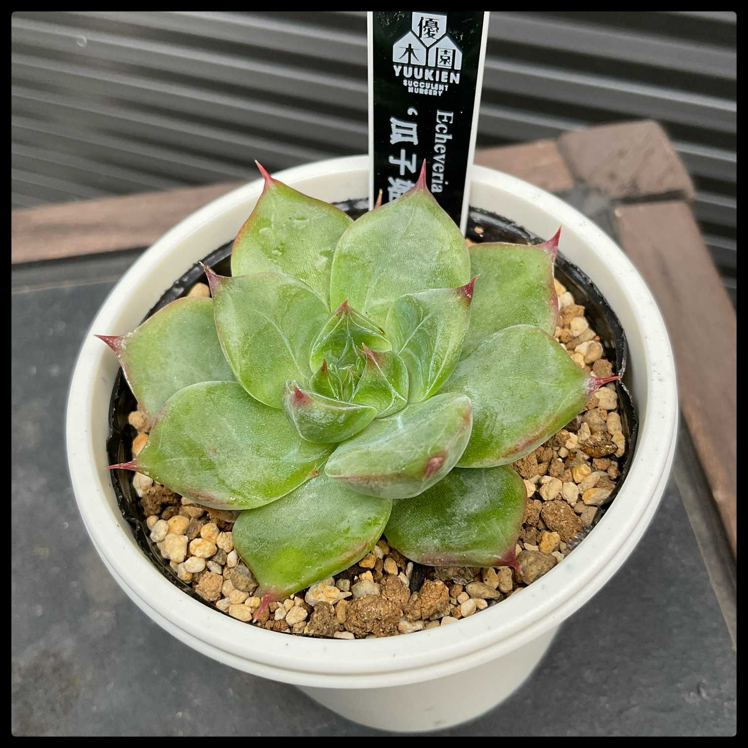 多肉植物 ハオルチア 白銀の露 1頭分① 2024.11.15 ハオルチア “白銀の露” #haworthia #ハオルチア