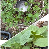 芽キャベツ,大阪総合園芸センター,玉ねぎ栽培,たねからの幸せ,武器ではなく花をの画像