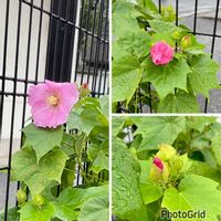 オクラ,ツルムラサキ,フヨウ,ホテイアオイ,キュンキュン乙女倶楽部の画像