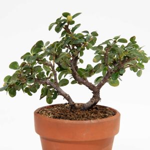 紅紫檀（ベニシタン）,盆栽鉢の画像