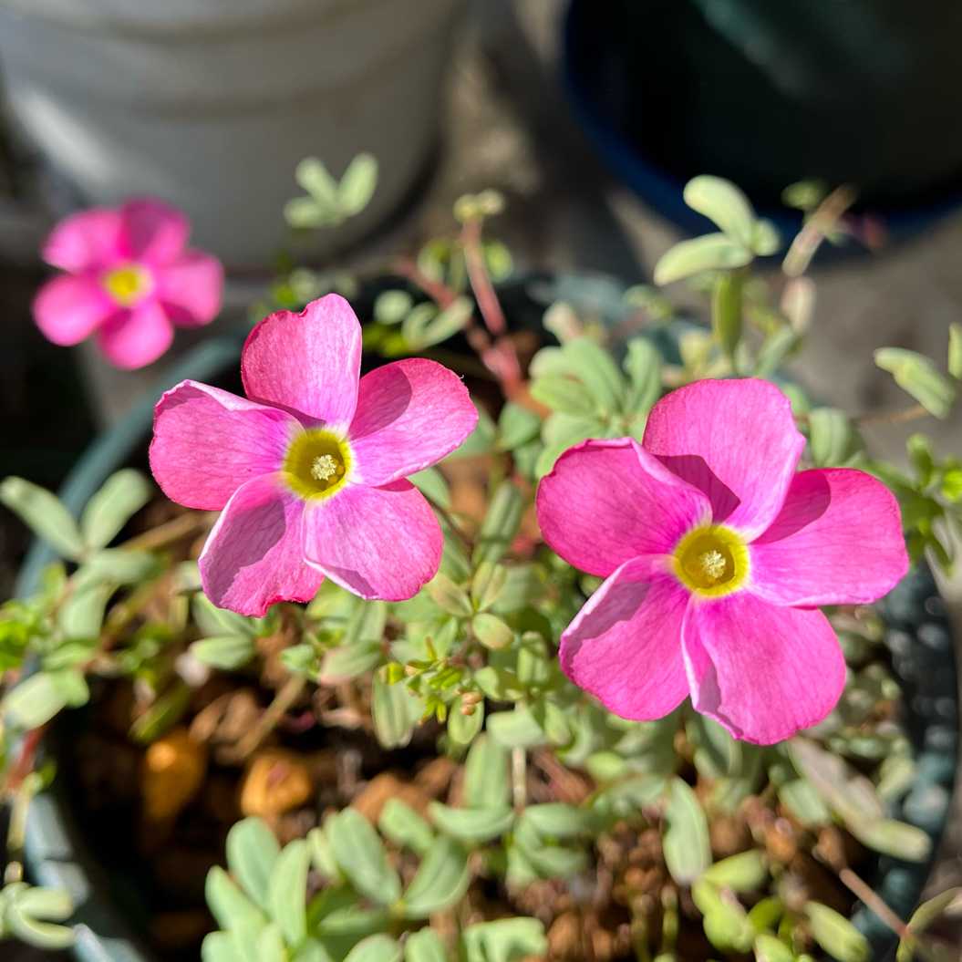 オキザリス　桃の輝き オキザリス桃の輝き｜園芸日記byrumikoh｜みんなの趣味の園芸｜775866