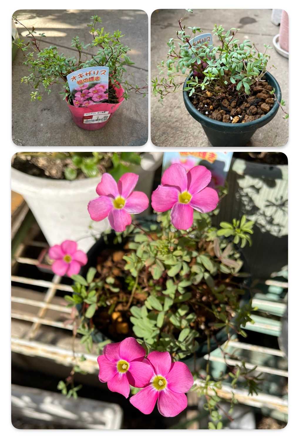 オキザリス 桃の輝き 掘り上げ〜植え付け〜開花まで｜🍀GreenSnap